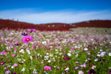 秋を彩るコスモスとコキアの紅葉