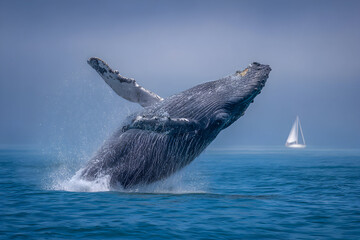 Naklejka premium Majestic whale breaching ocean surface near sailboat in the distance marine wildlife view