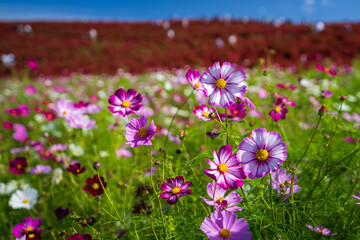秋を彩るコスモスとコキアの紅葉