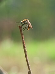 The picture shows a flies from the genus Toxophora, most likely to be toxophora fasciculata. 
