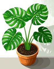 Fototapeta premium Vibrant, lush Monstera plant in terracotta pot