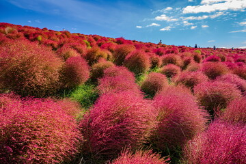 秋を彩るコキアの紅葉