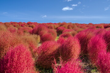 秋を彩るコキアの紅葉