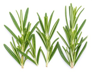Fresh rosemary sprigs on white background