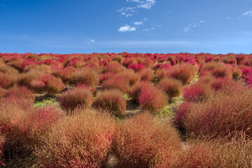 秋を彩るコキアの紅葉