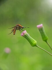 The picture shows a flies from the genus Toxophora, most likely to be toxophora fasciculata. 