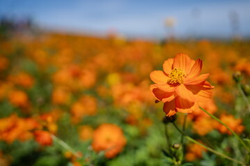 黄色に染まる秋のキバナコスモス畑