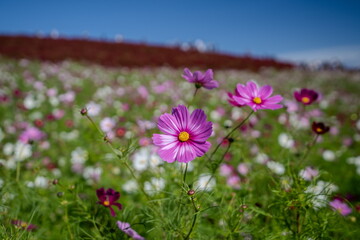 秋を彩るコスモスとコキアの紅葉