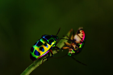 Two Jewel Bugs (Chrysocoris stolli) on Green Leaf Macro in Bangladesh