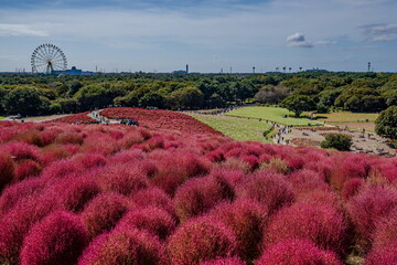 秋を彩るコキアの紅葉