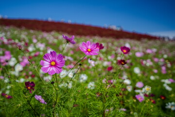 秋を彩るコスモスとコキアの紅葉