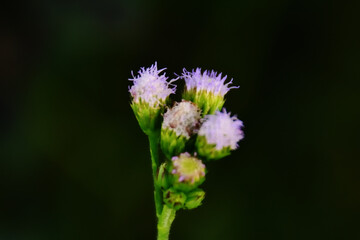 Macro close-up of a pink wild bean flower bud from the Fabaceae family. A delicate tropical floral species captured in Bangladesh.
