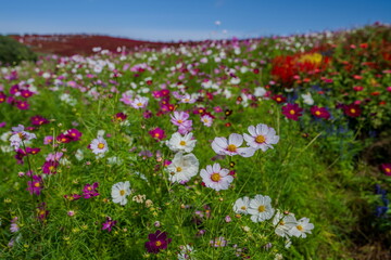 秋を彩るコスモスとコキアの紅葉