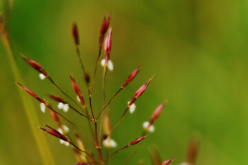 Wild Grass Flower with Red Buds and White Tips in Bangladesh