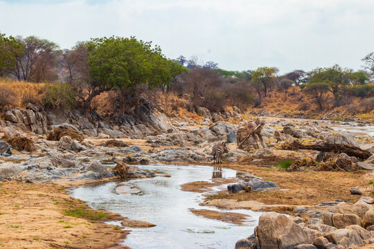 View of the Tarangire river in Tarangire National Park, Tanzania