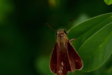 Close-up of a skipper butterfly (family Hesperiidae) resting on a green leaf. A small brown butterfly species captured in macro detail in Bangladesh.
