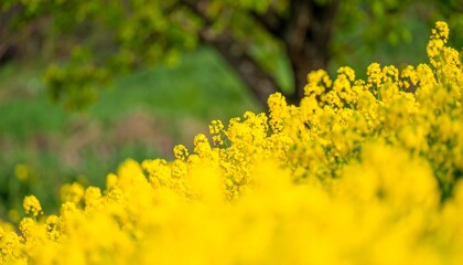 Vibrant yellow flowers in a field, out-of-focus background of green trees