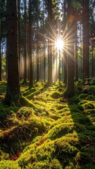 Sunburst through tall trees illuminating a mossy forest floor, creating a tranquil, natural scene with a vibrant glow