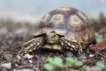 African Sulcata Tortoise Natural Habitat,Close up African spurred tortoise resting ,cute animal