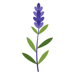 Obraz premium russian sage vector on white