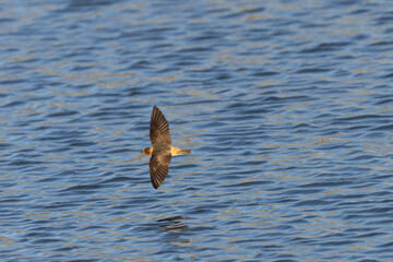 Barn swallow flying  over water