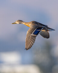 Male wild duck flying,  seen in a North California marsh