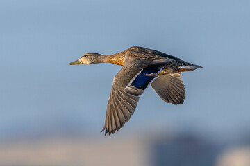 Male wild duck flying,  seen in a North California marsh