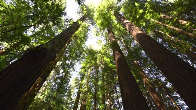 Redwood Majestic Avenue of the Giants Rockefeller Loop Humboldt California USA