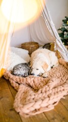 Cozy dogs and cat nap in teepee
