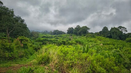 Obraz premium Lush Green Landscape with Dense Tropical Vegetation Under Cloudy Sky