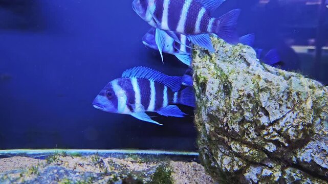 Cichlidae Tropheus Cichlids are swimming in the aquarium.