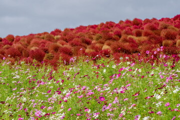 秋のコスモスとコキアの共演
