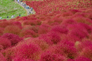 秋を彩るコキアの紅葉