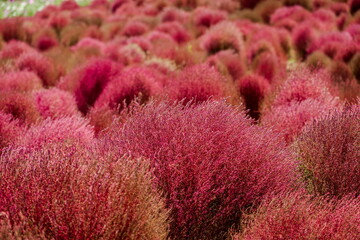 秋を彩るコキアの紅葉