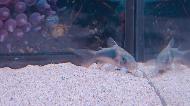 The green goatfish is calmly sitting in the corner of the aquarium.
