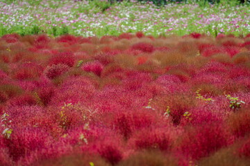 秋のコスモスとコキアの共演