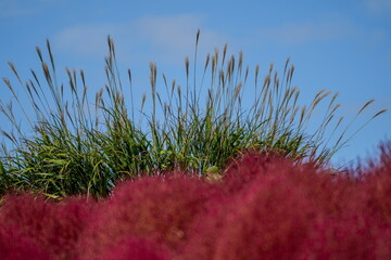 ススキとコキアの共演