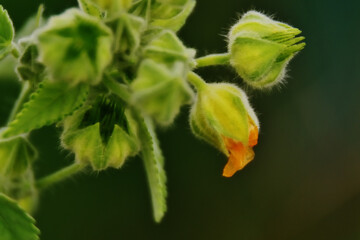 Macro close-up of an orange wild flower bud of Sida plant from the Malvaceae family, showing hairy leaves and delicate texture. Captured in Bangladesh.
