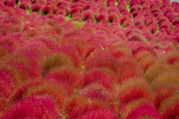 秋を彩るコキアの紅葉