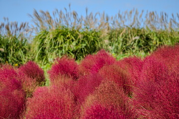 ススキとコキアの共演