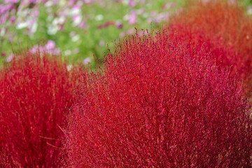 秋を彩るコキアの紅葉