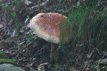Oonitengutake with an overwhelming presence in the dimly lit forest