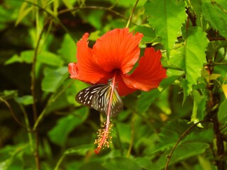 A butterfly is sucking the nectar of Hibiscus rosa-sinensis flowers.