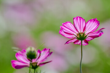 秋を彩るコスモス