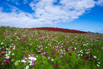 色とりどりのコスモス畑とコキアの紅葉
