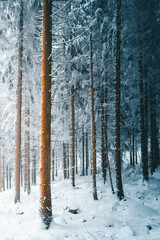 Winter in the Harz mountains