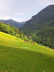 Fototapeta premium Deer Herd Grazing on a Lush Alpine Meadow in the Mountains