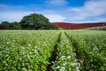 花満開の秋のそば畑