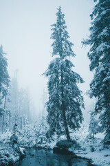 Winter in the Harz mountains