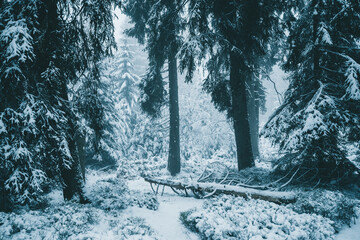 Winter in the Harz mountains